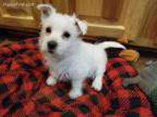 West Highland White Terrier Puppy for sale in Wausau, WI, USA