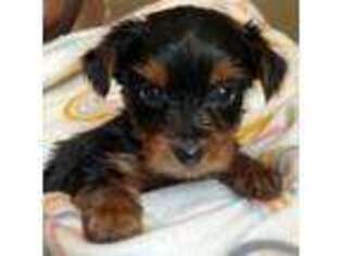 Yorkshire Terrier Puppy for sale in Portsmouth, VA, USA