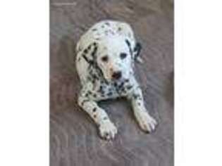 Dalmatian Puppy for sale in Augusta, KS, USA