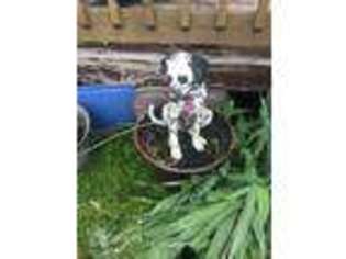 Dalmatian Puppy for sale in Leavittsburg, OH, USA