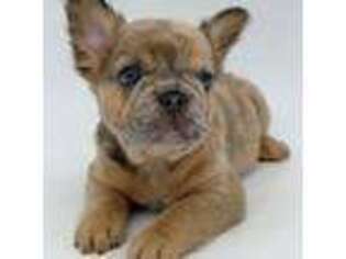 French Bulldog Puppy for sale in Pine City, MN, USA
