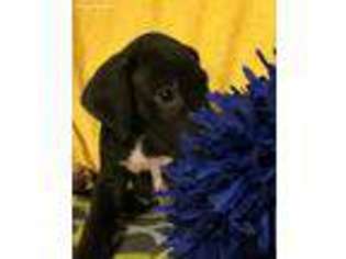 Great Dane Puppy for sale in Carthage, MO, USA