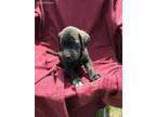 Mastiff Puppy for sale in Burlington, VT, USA