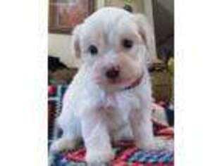 Havanese Puppy for sale in Calhan, CO, USA