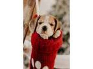 Beagle Puppy for sale in Sarahsville, OH, USA