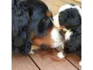 Bernese Mountain Dog Puppy for sale in Knoxville, TN, USA