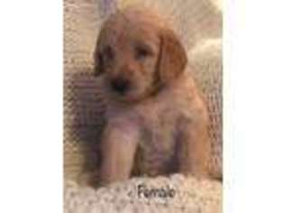 Labradoodle Puppy for sale in Vonore, TN, USA