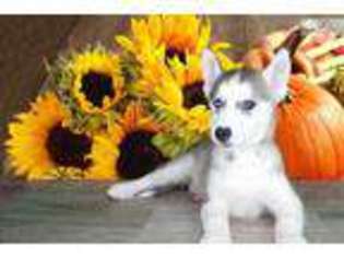 Siberian Husky Puppy for sale in Saint George, UT, USA