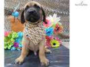 Mastiff Puppy for sale in Saint George, UT, USA