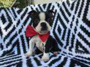Boston Terrier Puppy for sale in Kirkwood, PA, USA
