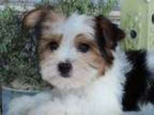 Buggs Puppy for sale in El Dorado Springs, MO, USA
