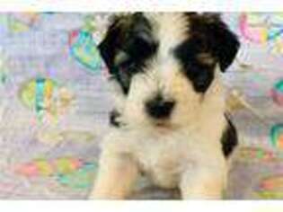 Havanese Puppy for sale in Fayetteville, NC, USA
