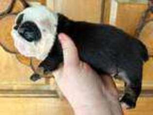 Bulldog Puppy for sale in Newark, OH, USA