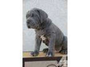 Neapolitan Mastiff Puppy for sale in VICTORVILLE, CA, USA
