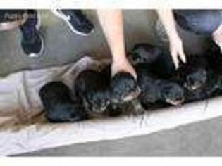 Rottweiler Puppy for sale in Avondale, AZ, USA