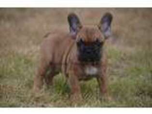 French Bulldog Puppy for sale in Shelton, WA, USA