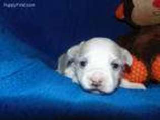 Maltese Puppy for sale in Bristol, VA, USA