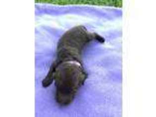 Labradoodle Puppy for sale in Andalusia, AL, USA