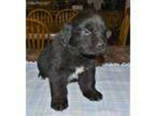 Newfoundland Puppy for sale in Sugar City, ID, USA