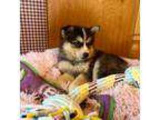 Mutt Puppy for sale in Bowling Green, KY, USA