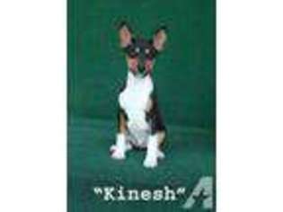 Basenji Puppy for sale in NICHOLLS, GA, USA
