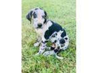 Great Dane Puppy for sale in Warrior, AL, USA