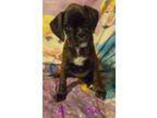 Boxer Puppy for sale in Emmetsburg, IA, USA