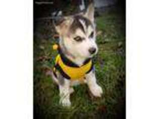 Siberian Husky Puppy for sale in Mount Angel, OR, USA