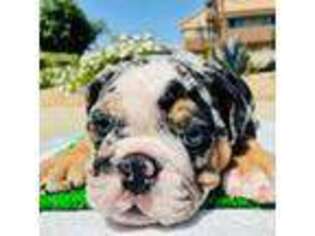 Bulldog Puppy for sale in Rancho Cucamonga, CA, USA