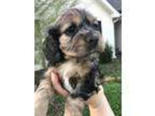 Cocker Spaniel Puppy for sale in Cumming, GA, USA