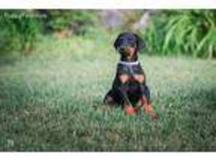Doberman Pinscher Puppy for sale in Eagle Mountain, UT, USA