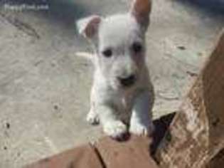 Scottish Terrier Puppy for sale in Petersburg, MI, USA