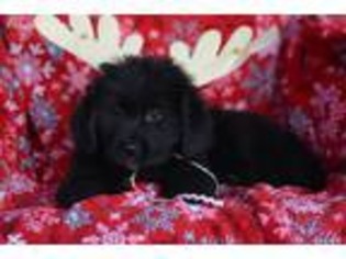 Newfoundland Puppy for sale in Alto Pass, IL, USA
