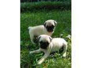 Pug Puppy for sale in Rochelle, VA, USA