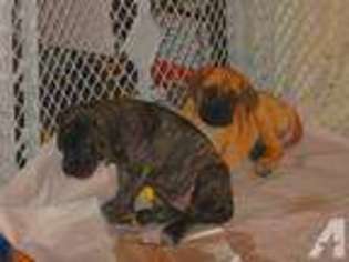Mastiff Puppy for sale in PULASKI, PA, USA