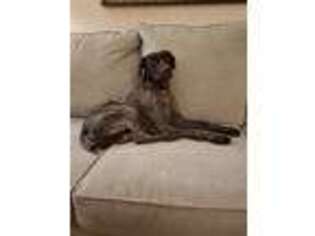 German Shorthaired Pointer Puppy for sale in Jersey City, NJ, USA