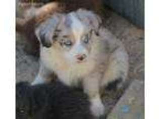 Miniature Australian Shepherd Puppy for sale in Mojave, CA, USA