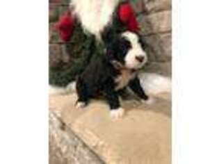 Mutt Puppy for sale in Fenton, MI, USA