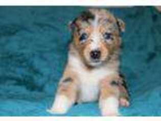 Mutt Puppy for sale in Jackson, MS, USA