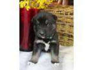German Shepherd Dog Puppy for sale in Spring Mills, PA, USA