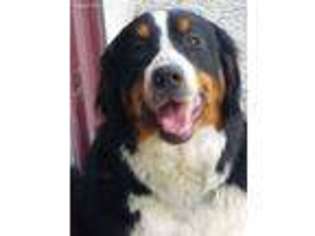 Bernese Mountain Dog Puppy for sale in Lamar, IN, USA