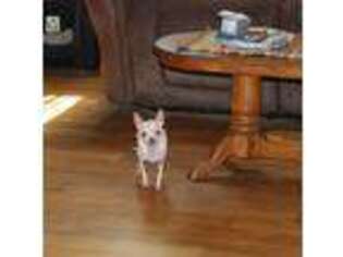 Chihuahua Puppy for sale in Wheeling, WV, USA