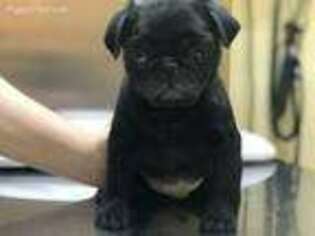 Pug Puppy for sale in Brooklyn, NY, USA