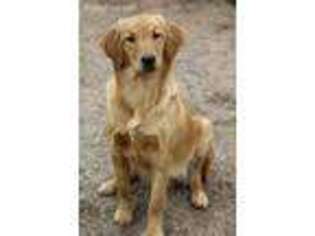 Golden Retriever Puppy for sale in Lipan, TX, USA