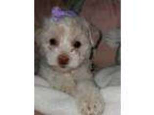 Mutt Puppy for sale in Peoria, AZ, USA
