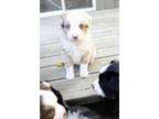 Miniature Australian Shepherd Puppy for sale in Frankenmuth, MI, USA