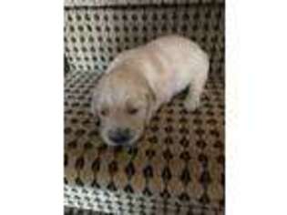 Golden Retriever Puppy for sale in Statesville, NC, USA