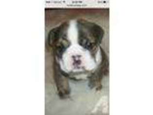 Bulldog Puppy for sale in EATON, OH, USA