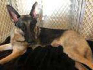 German Shepherd Dog Puppy for sale in Triangle, VA, USA