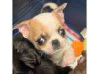 Chihuahua Puppy for sale in Walterboro, SC, USA